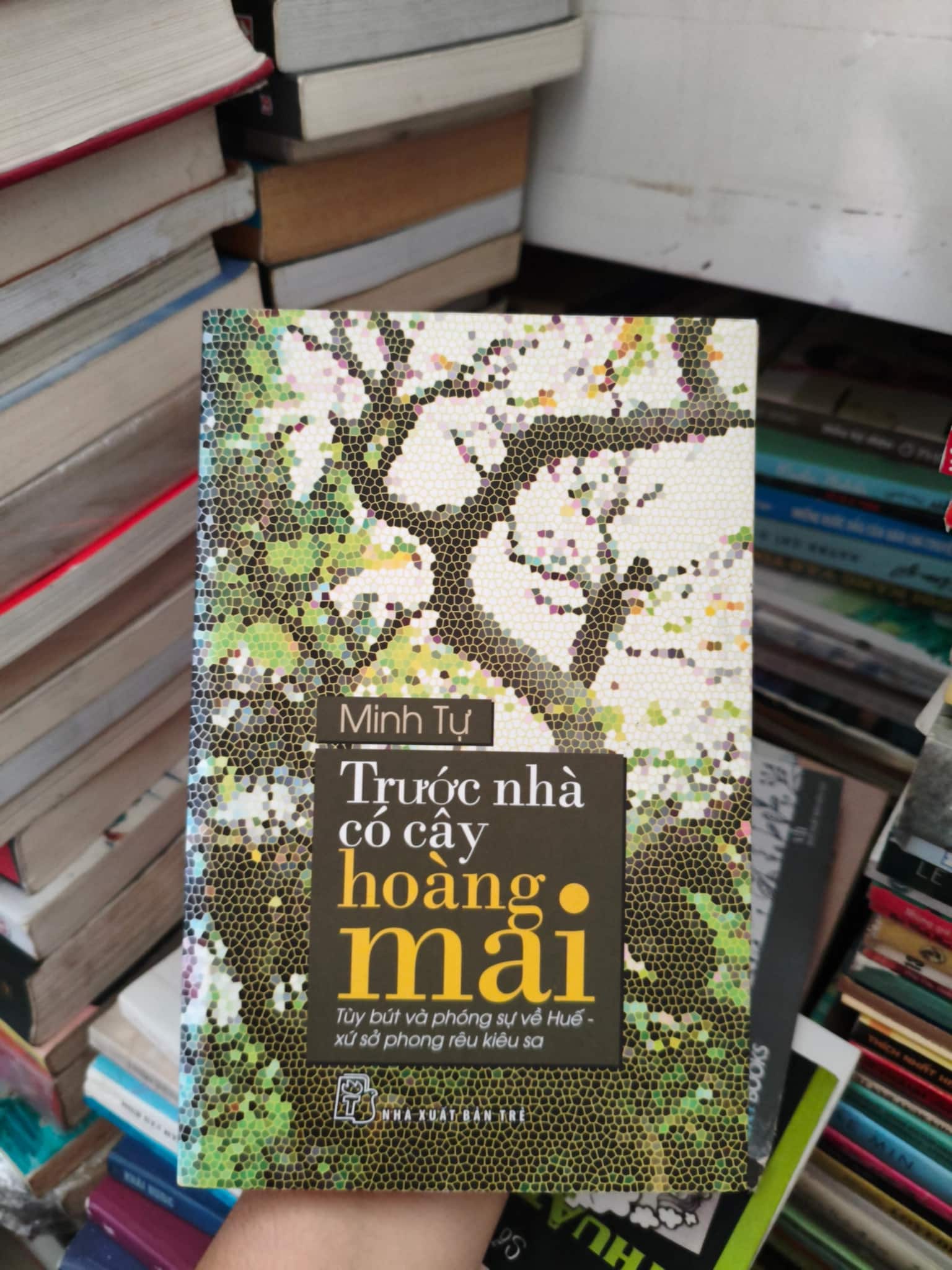 Trước nhà có cây hoàng mai 
