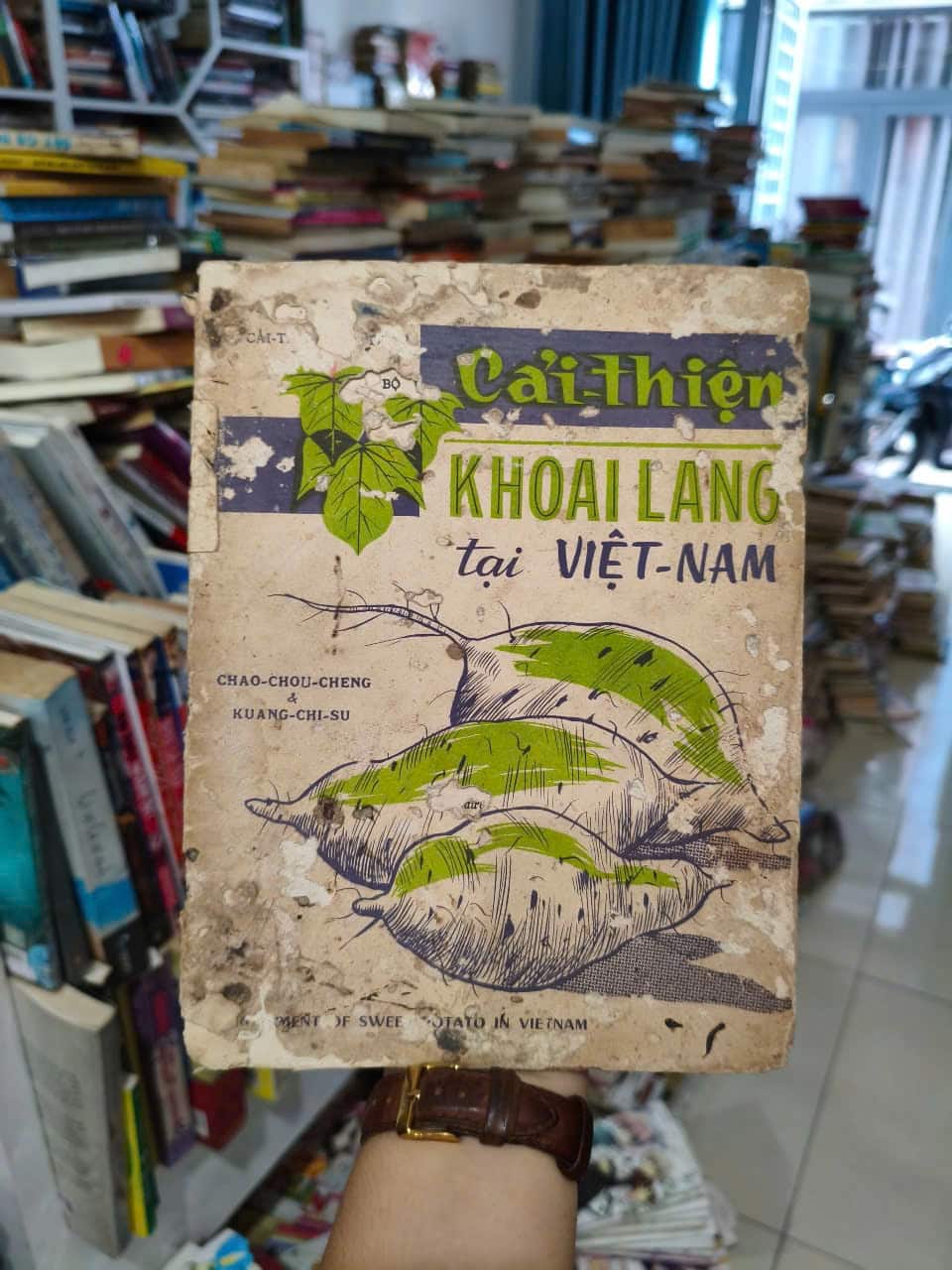 Cải Thiện Khoai Lang Tại Việt Nam