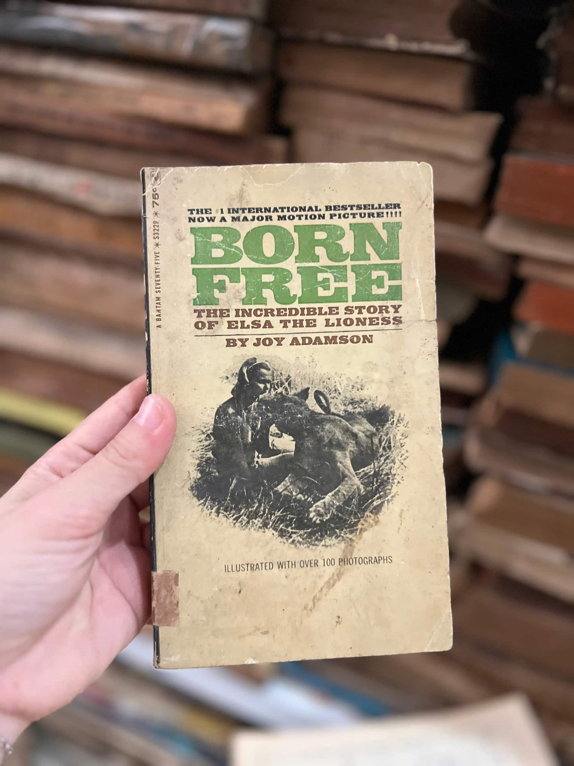 Born Free The Incredible Story Of Elsa The Lioness