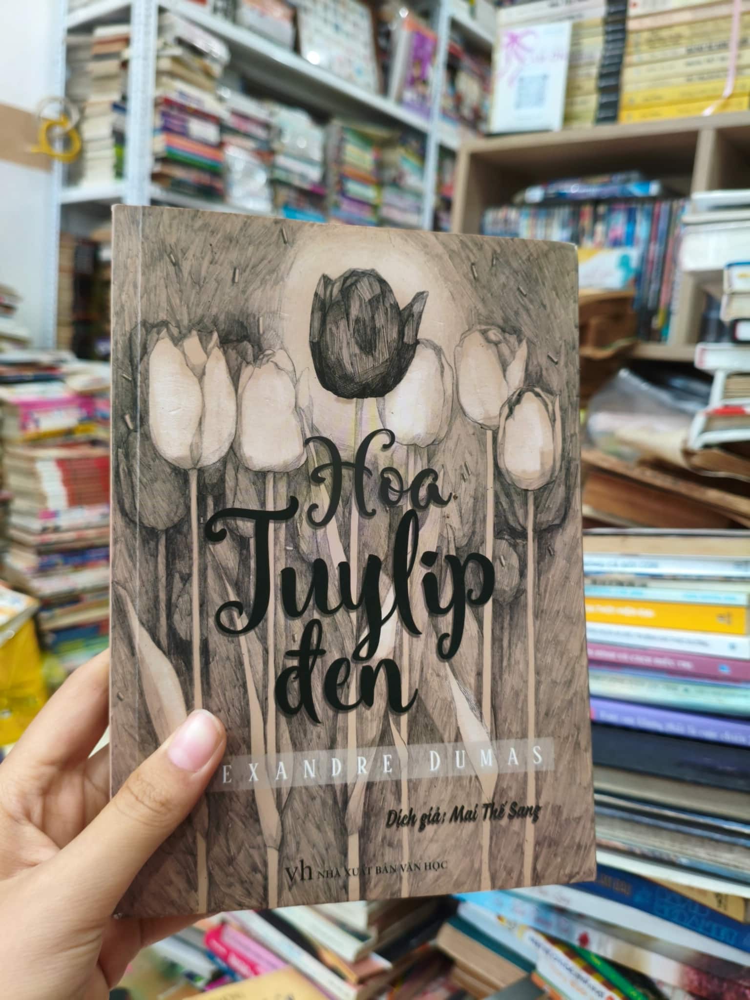 Hoa Tulip đen 