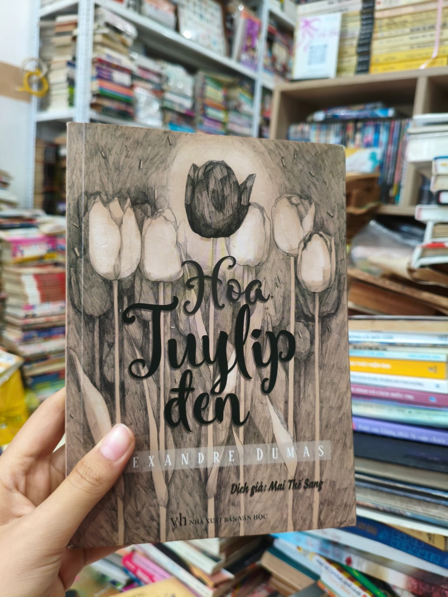 Hoa Tulip đen - Image 1